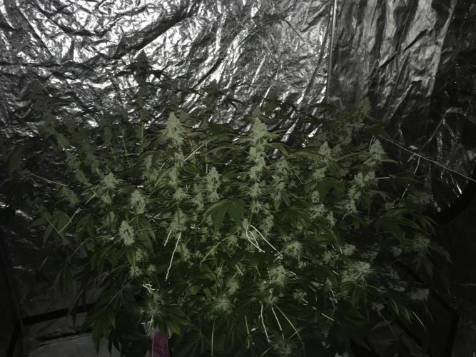 DWC Strawberry Chemdawg OG. Week 18