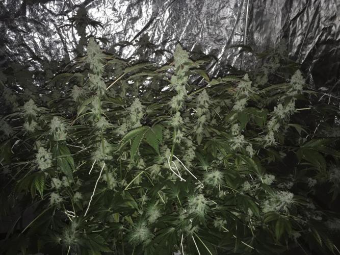 DWC Strawberry Chemdawg OG. Week 18