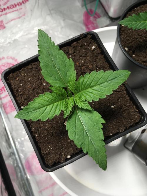 The Tropical Ice Cream One  F026. Week 2