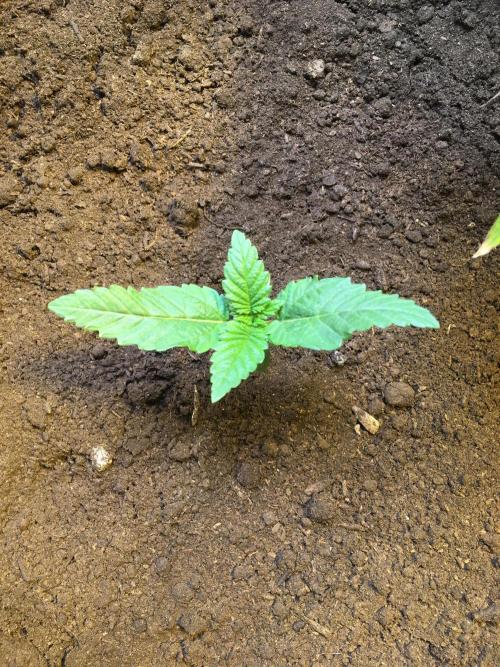 The Tropical Ice Cream One  F026. Week 2