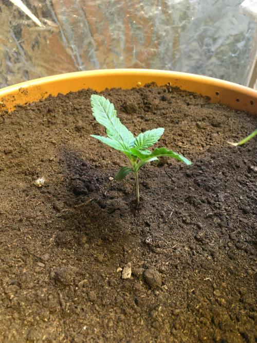 The Tropical Ice Cream One  F026. Week 2