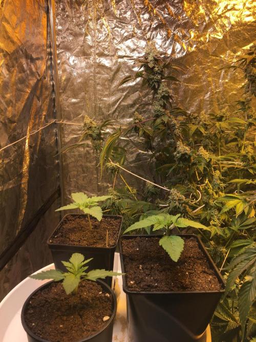 The Tropical Ice Cream One  F026. Week 2