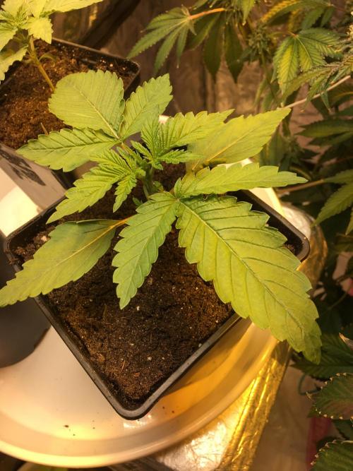 The Tropical Ice Cream One  F026. Week 2 - #1