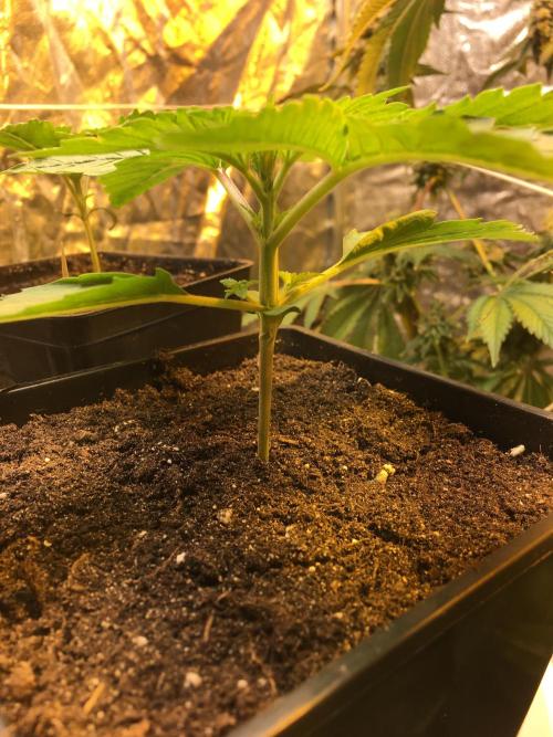 The Tropical Ice Cream One  F026. Week 2
