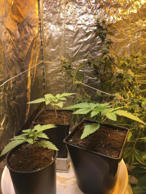 The Tropical Ice Cream One  F026. Week 2