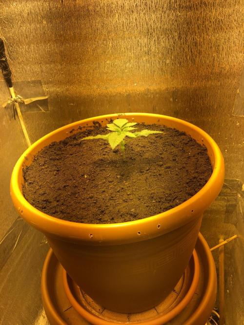The Tropical Ice Cream One  F026. Week 2 - #2