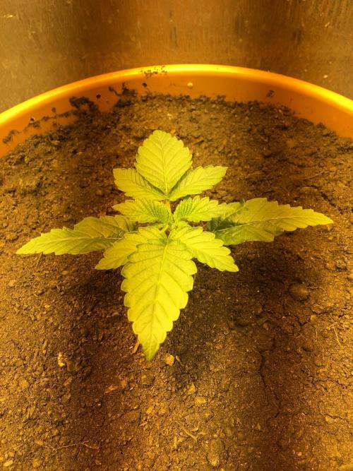 The Tropical Ice Cream One  F026. Week 2