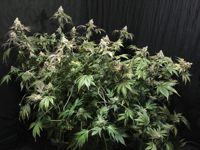 DWC Strawberry Chemdawg OG. Week 19