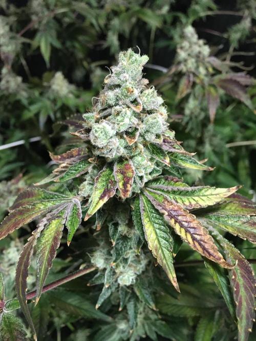 DWC Strawberry Chemdawg OG. Week 19