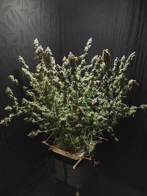 DWC Strawberry Chemdawg OG. Week 19