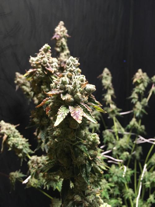 DWC Strawberry Chemdawg OG. Week 19
