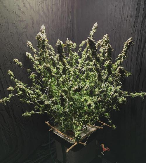 DWC Strawberry Chemdawg OG. Week 19