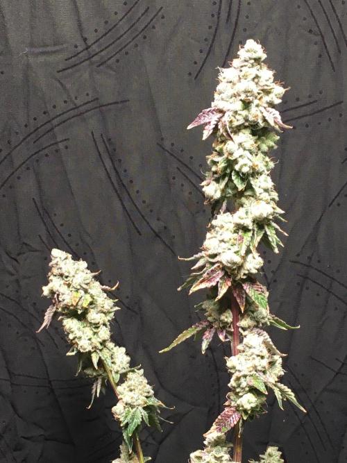 DWC Strawberry Chemdawg OG. Week 19