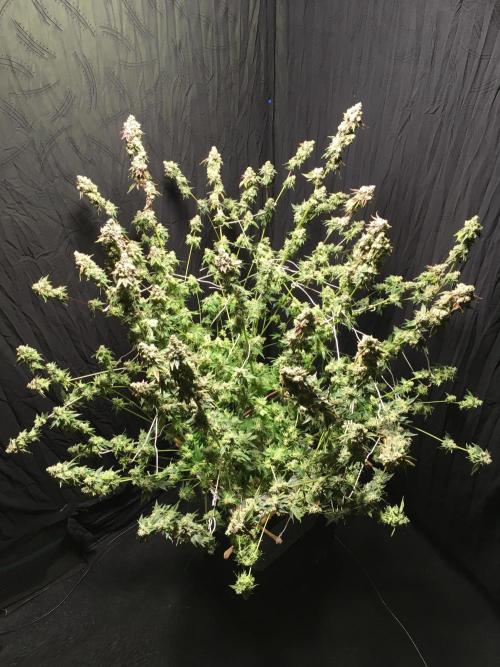 DWC Strawberry Chemdawg OG. Week 19