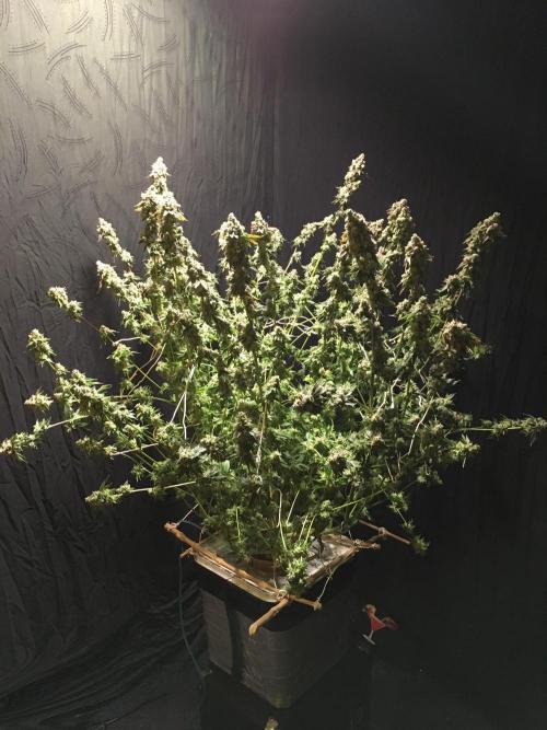 DWC Strawberry Chemdawg OG. Week 19