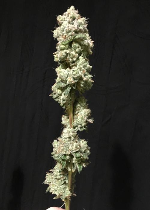 DWC Strawberry Chemdawg OG. Week 19