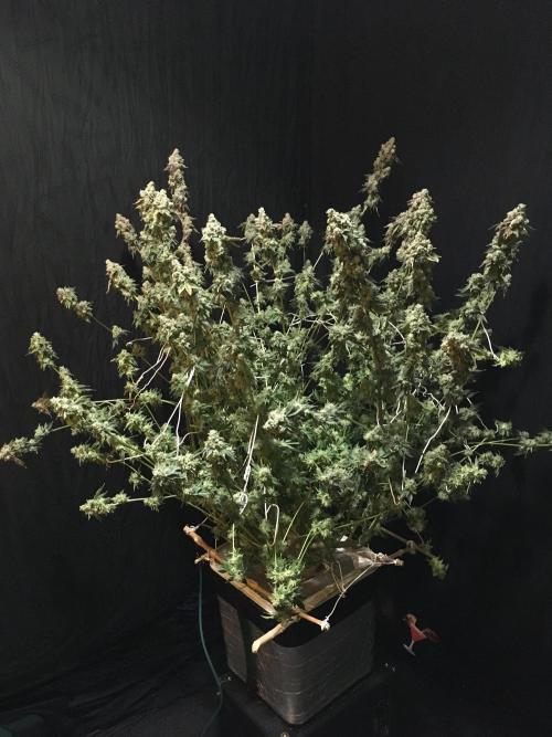 DWC Strawberry Chemdawg OG. Week 19