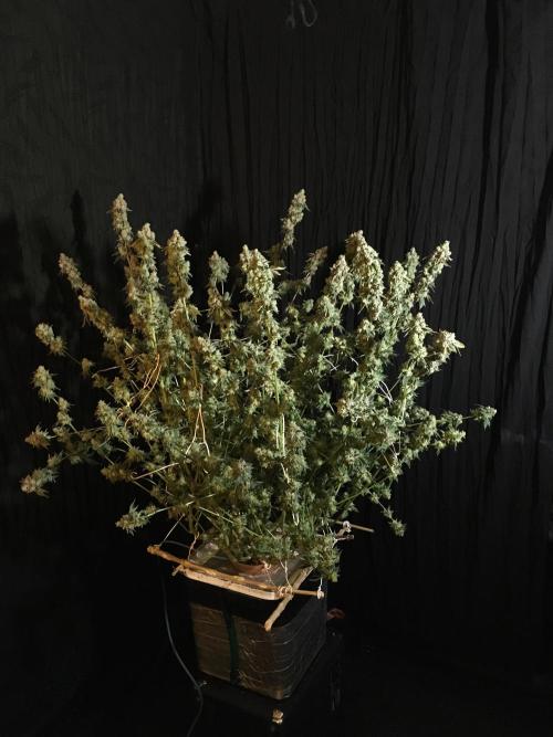 DWC Strawberry Chemdawg OG. Week 19