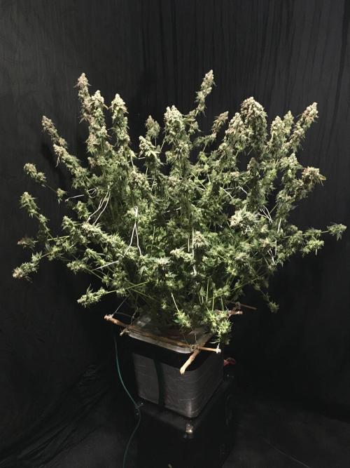 DWC Strawberry Chemdawg OG. Week 19