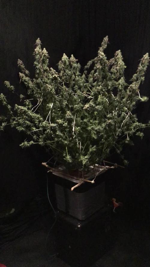 DWC Strawberry Chemdawg OG