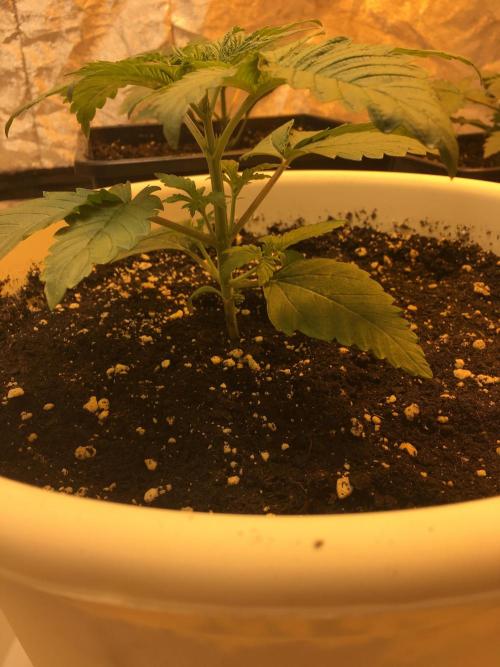 The Tropical Ice Cream One  F026. Week 3