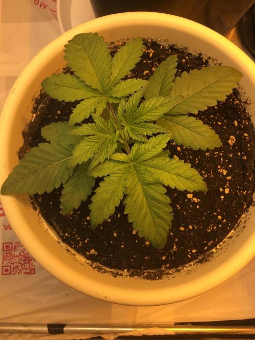 The Tropical Ice Cream One  F026. Week 3