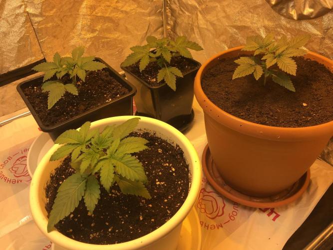 The Tropical Ice Cream One  F026. Week 3