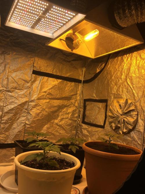 The Tropical Ice Cream One  F026. Week 3