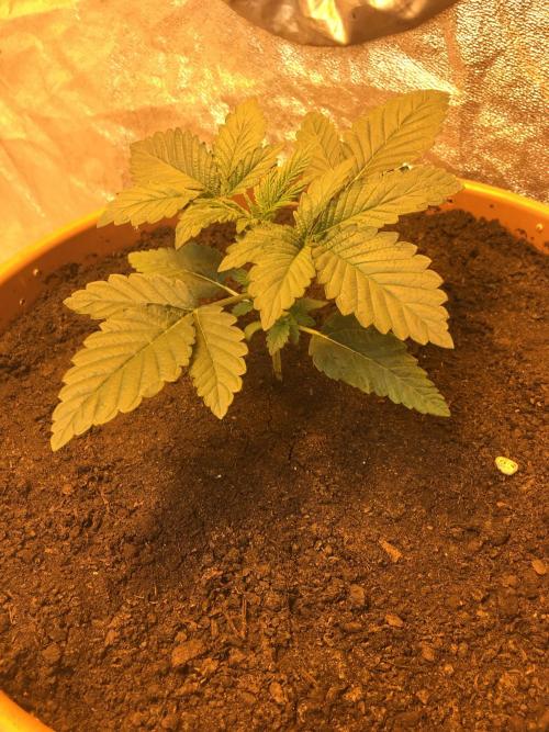 The Tropical Ice Cream One  F026. Week 3