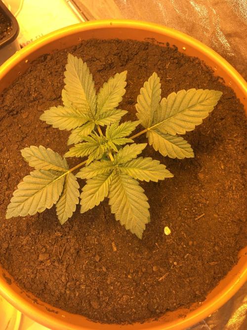 The Tropical Ice Cream One  F026. Week 3