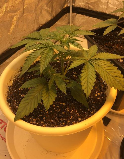 The Tropical Ice Cream One  F026. Week 3