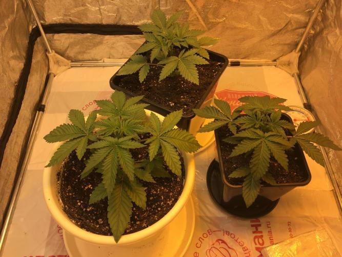 The Tropical Ice Cream One  F026. Week 3