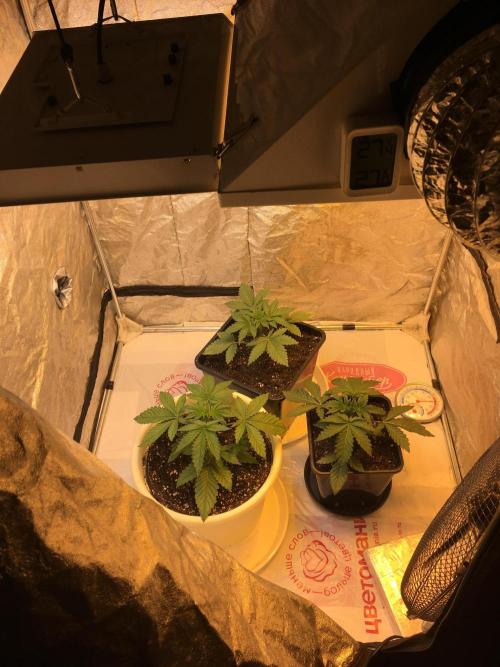The Tropical Ice Cream One  F026. Week 3