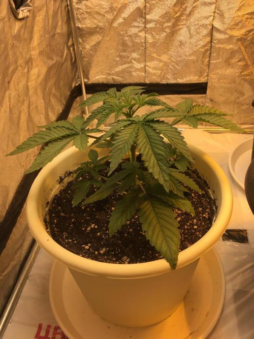 The Tropical Ice Cream One  F026. Week 3