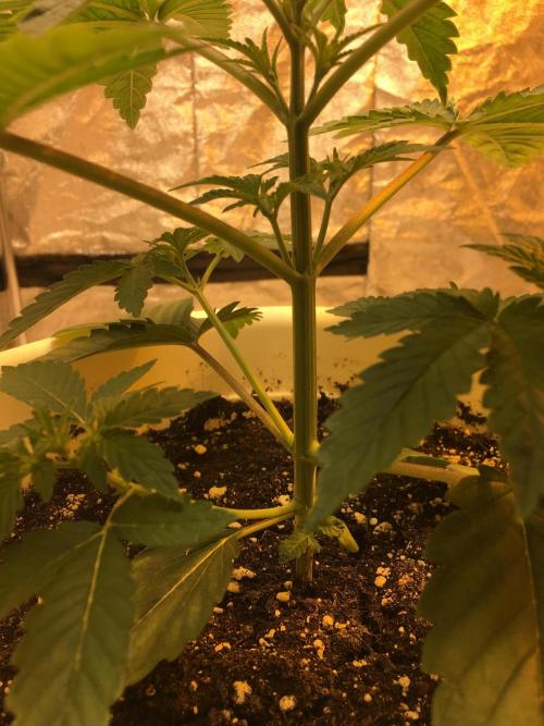 The Tropical Ice Cream One  F026. Week 3