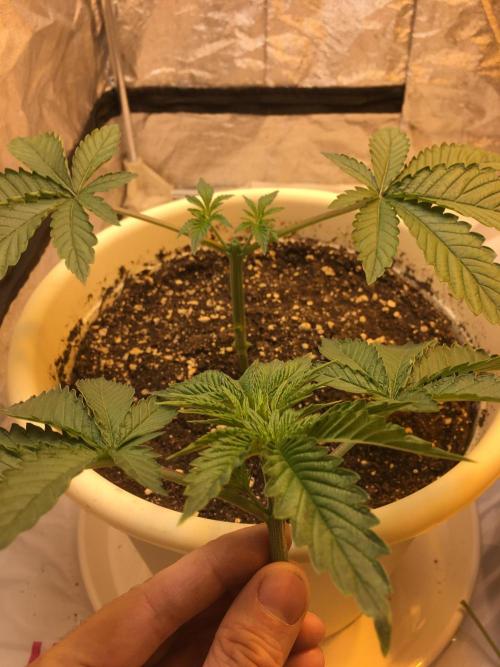 The Tropical Ice Cream One  F026. Week 3