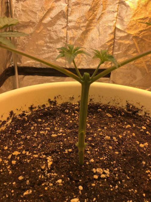 The Tropical Ice Cream One  F026. Week 3