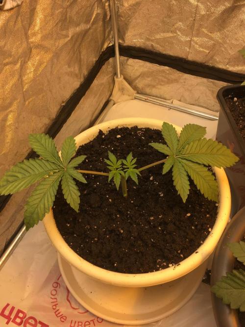 The Tropical Ice Cream One  F026. Week 3