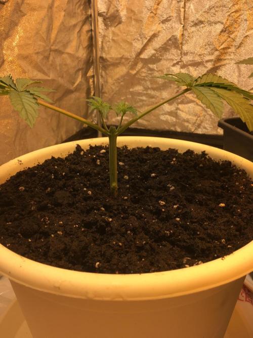 The Tropical Ice Cream One  F026. Week 3