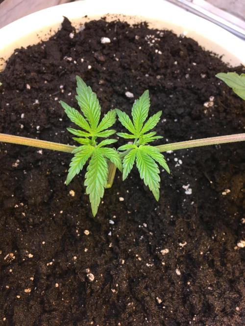 The Tropical Ice Cream One  F026. Week 3