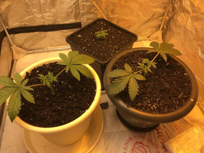 The Tropical Ice Cream One  F026. Week 3