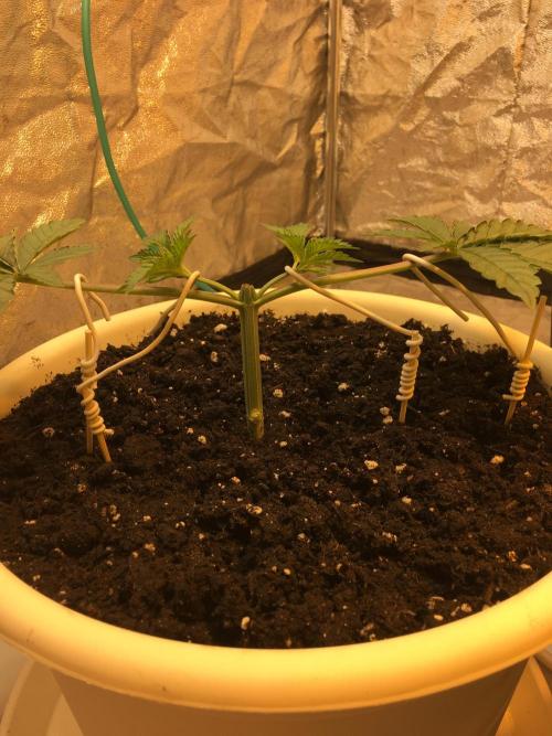 The Tropical Ice Cream One  F026. Week 3