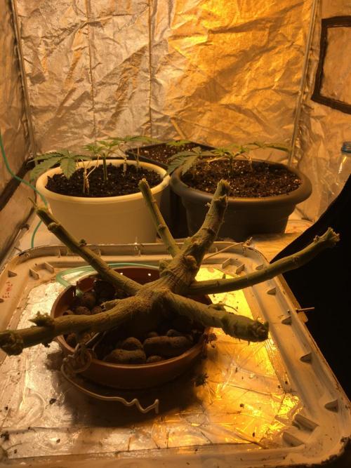 DWC Strawberry Chemdawg OG. Week 19