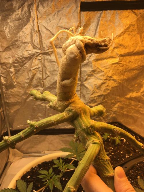 DWC Strawberry Chemdawg OG. Week 19