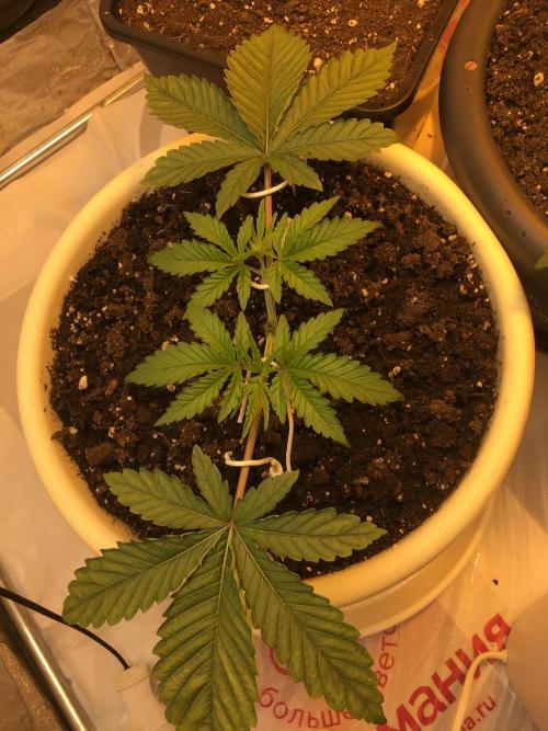 The Tropical Ice Cream One  F026. Week 3