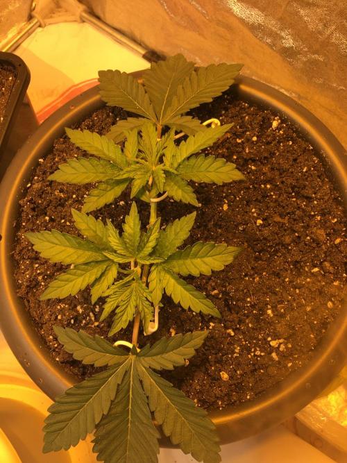 The Gassy One F027. Week 4