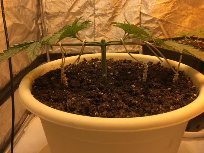 The Tropical Ice Cream One  F026. Week 4