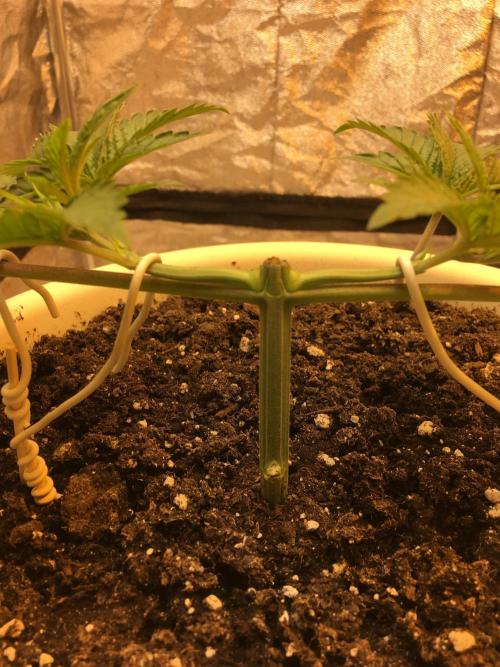 The Tropical Ice Cream One  F026. Week 4