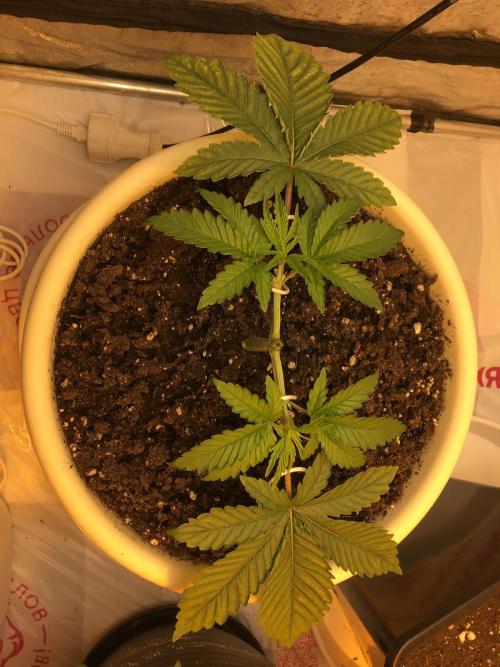 The Tropical Ice Cream One  F026. Week 4