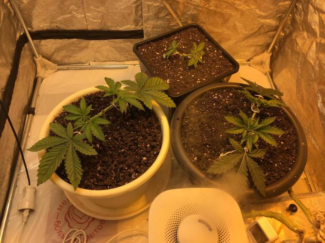 The Tropical Ice Cream One  F026. Week 4